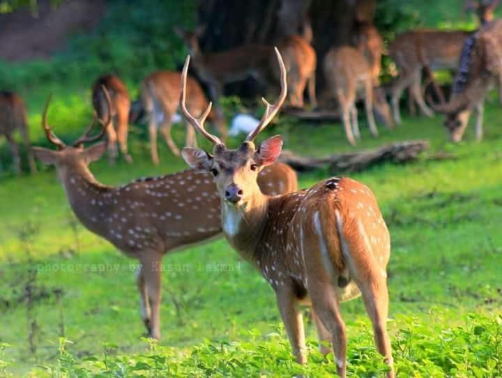 Kottamba Yala Stay & Safari Тіссамахарама Екстер'єр фото