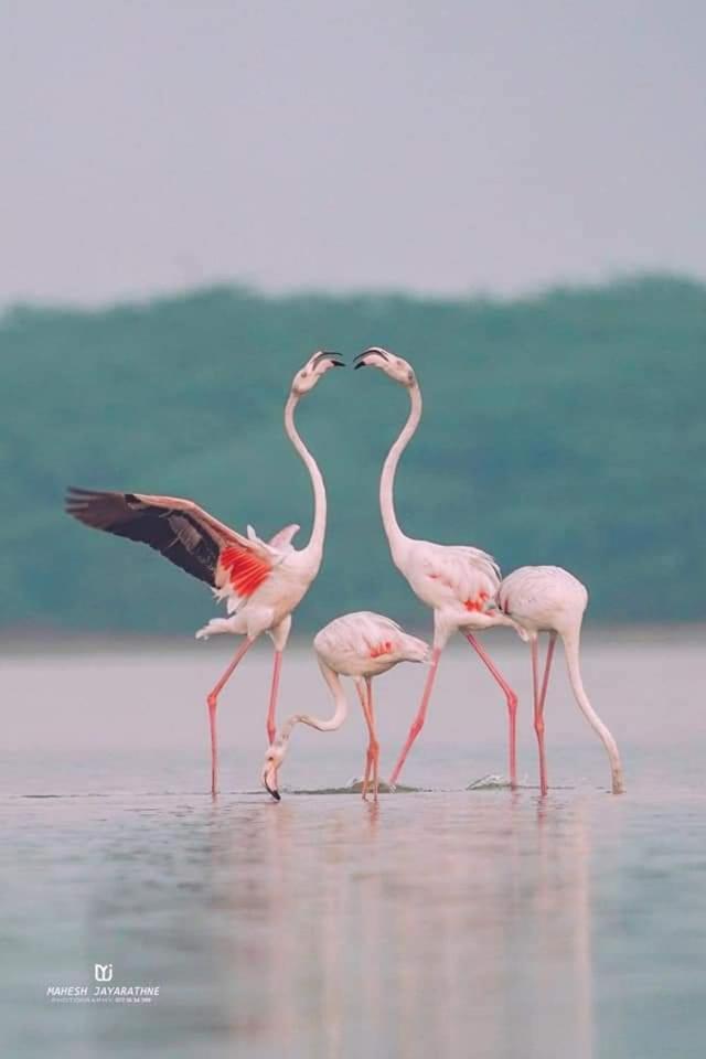 Kottamba Yala Stay & Safari Тіссамахарама Екстер'єр фото