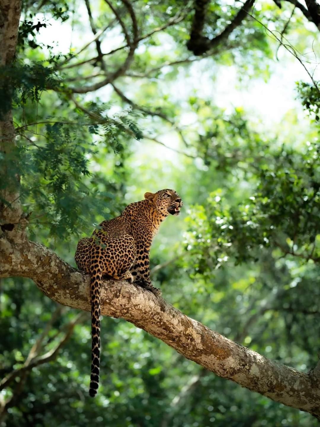 Kottamba Yala Stay & Safari Тіссамахарама Екстер'єр фото