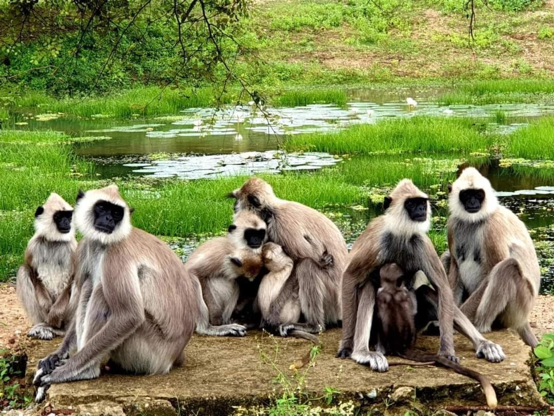 Kottamba Yala Stay & Safari Тіссамахарама Екстер'єр фото